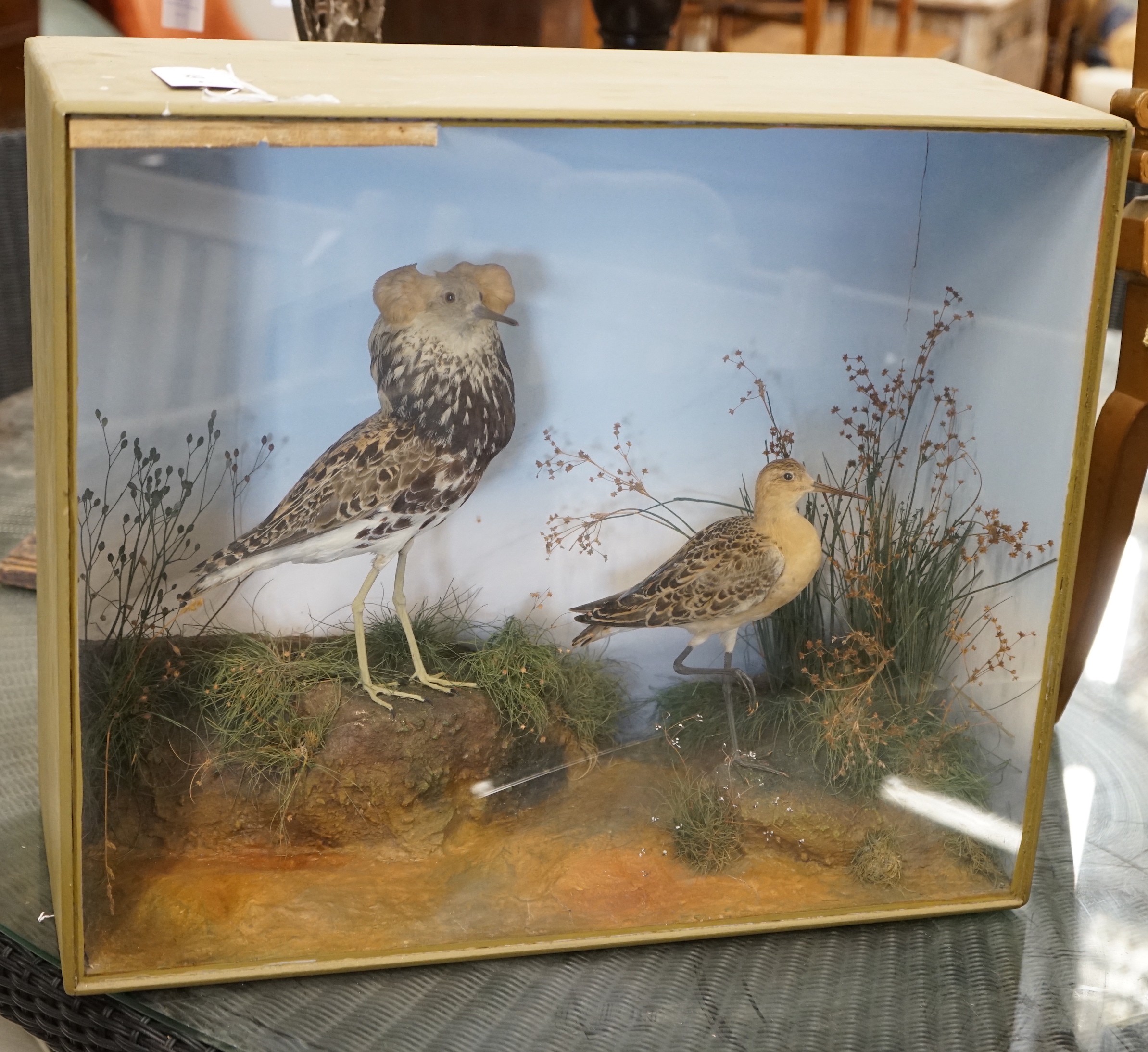 A Victorian cased taxidermic group of two exotic birds, bears Pratt & Son, Brighton trade label verso, case width 56cm, height 47cm